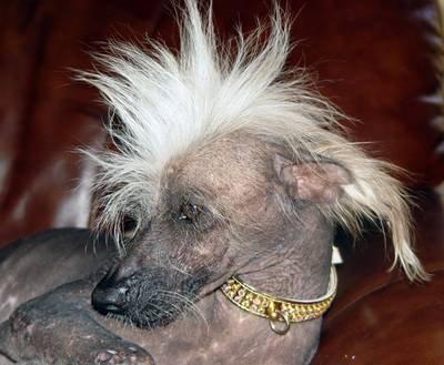 Ugliest Dog Competition.